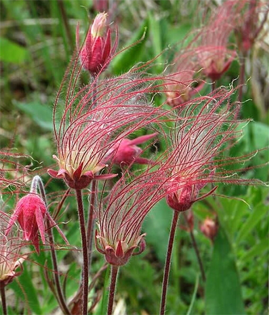 Purple avens, Geum ciliatum, Гравилат трёхцветковый, Mõõl kolmeõieline